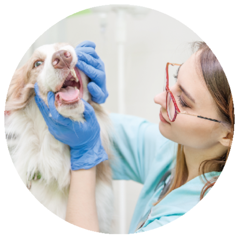 A veterinary nurse checking a dog's dental teeth